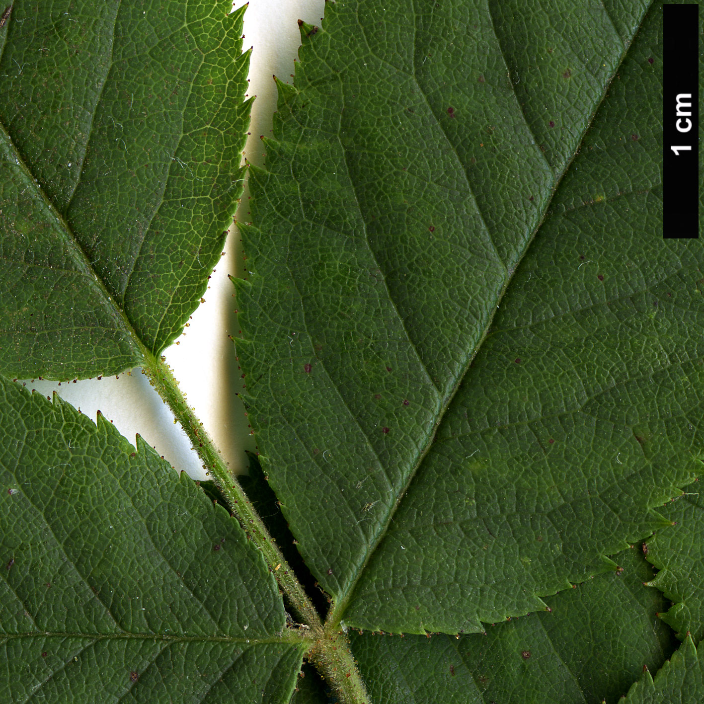 High resolution image: Family: Rosaceae - Genus: Rosa - Taxon: abietina